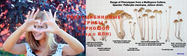 ПСИЛОЦИБИНОВЫЕ ГРИБЫ Армянск